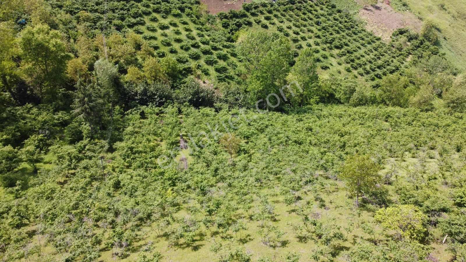 Yardım Emlaktan Akçaabat Sarıtaş Ta Satılık Tarla — fotoğraf 18