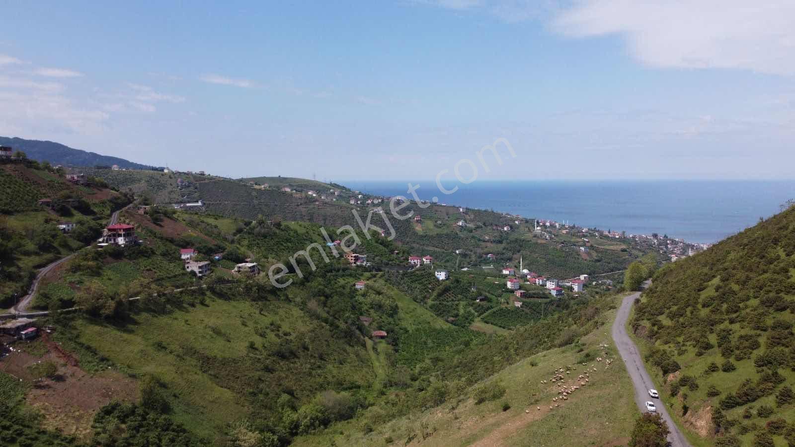 Yardım Emlaktan Akçaabat Sarıtaş Ta Satılık Tarla — fotoğraf 22