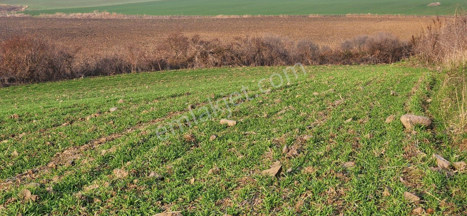 Tekirdağ Çorlu Hatipte Kaçırılmayacak Fırsat Tarla — fotoğraf 2