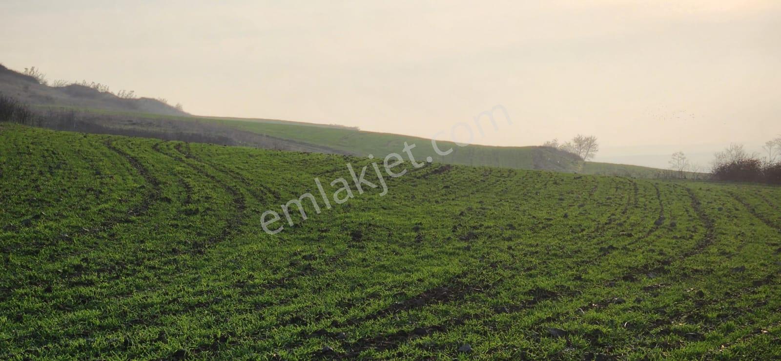 Tekirdağ Çorlu Hatipte Kaçırılmayacak Fırsat Tarla — fotoğraf 4