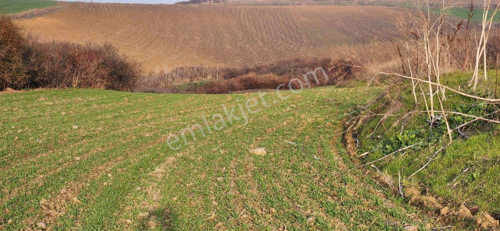 Tekirdağ Çorlu Hatipte Kaçırılmayacak Fırsat Tarla — fotoğraf 5