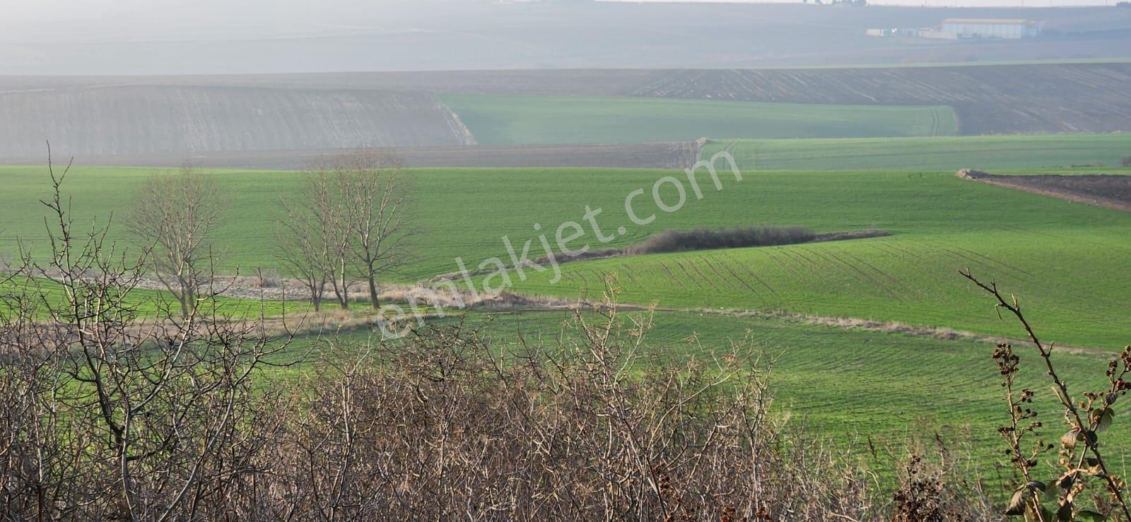 Tekirdağ Çorlu Hatipte Kaçırılmayacak Fırsat Tarla — fotoğraf 8