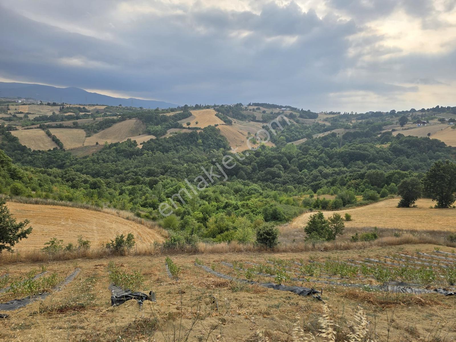 Altınova Karadere Köyü Cindere Mevki Satılık 5.021m2 Tarla
