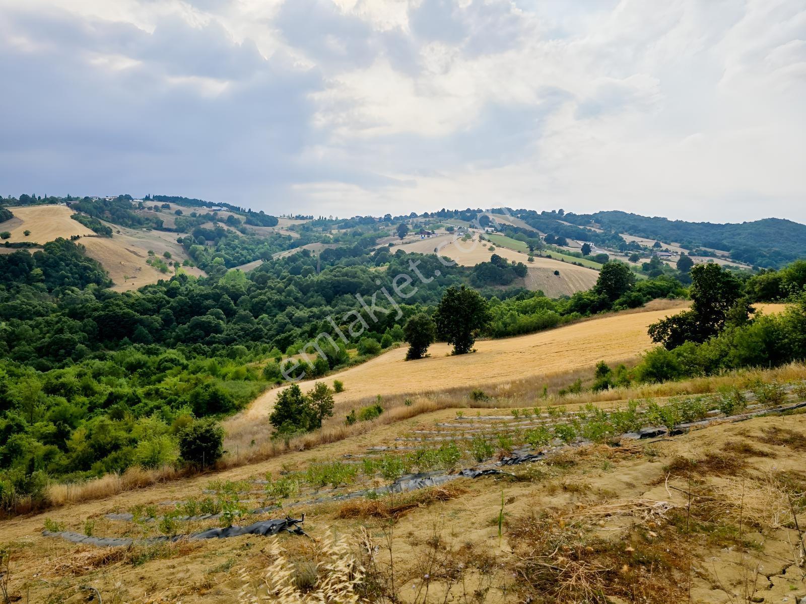 Altınova Karadere Köyü Cindere Mevki Satılık 5.021m2 Tarla — fotoğraf 3