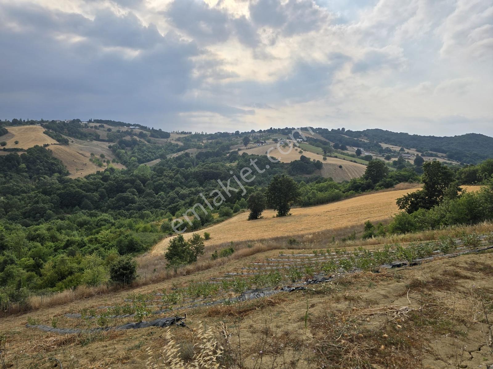 Altınova Karadere Köyü Cindere Mevki Satılık 5.021m2 Tarla — fotoğraf 8