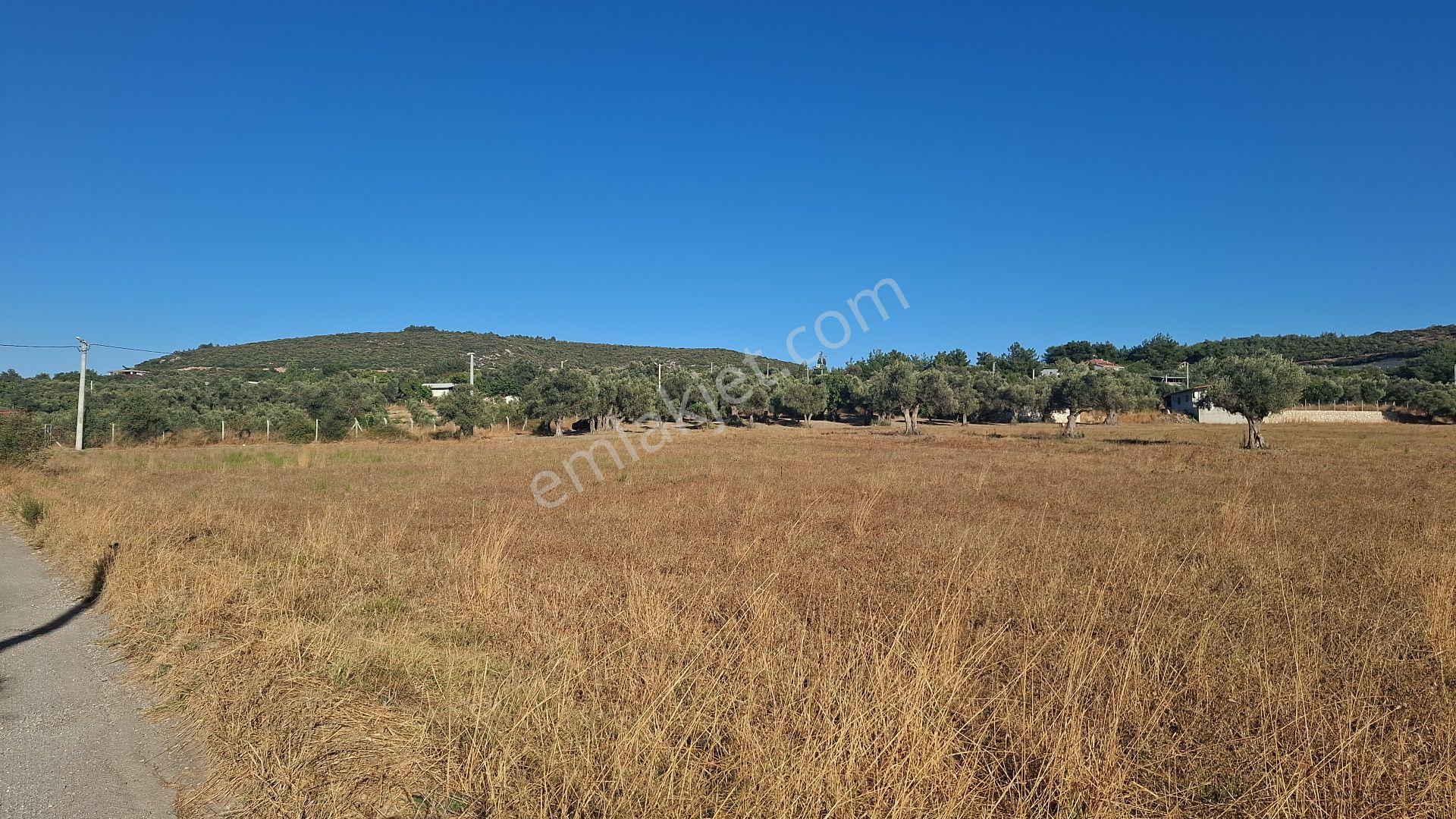 Buca Karacaağaç Mahallesi'nde 6450 M² Satılık Zeytinli Tarla — fotoğraf 3