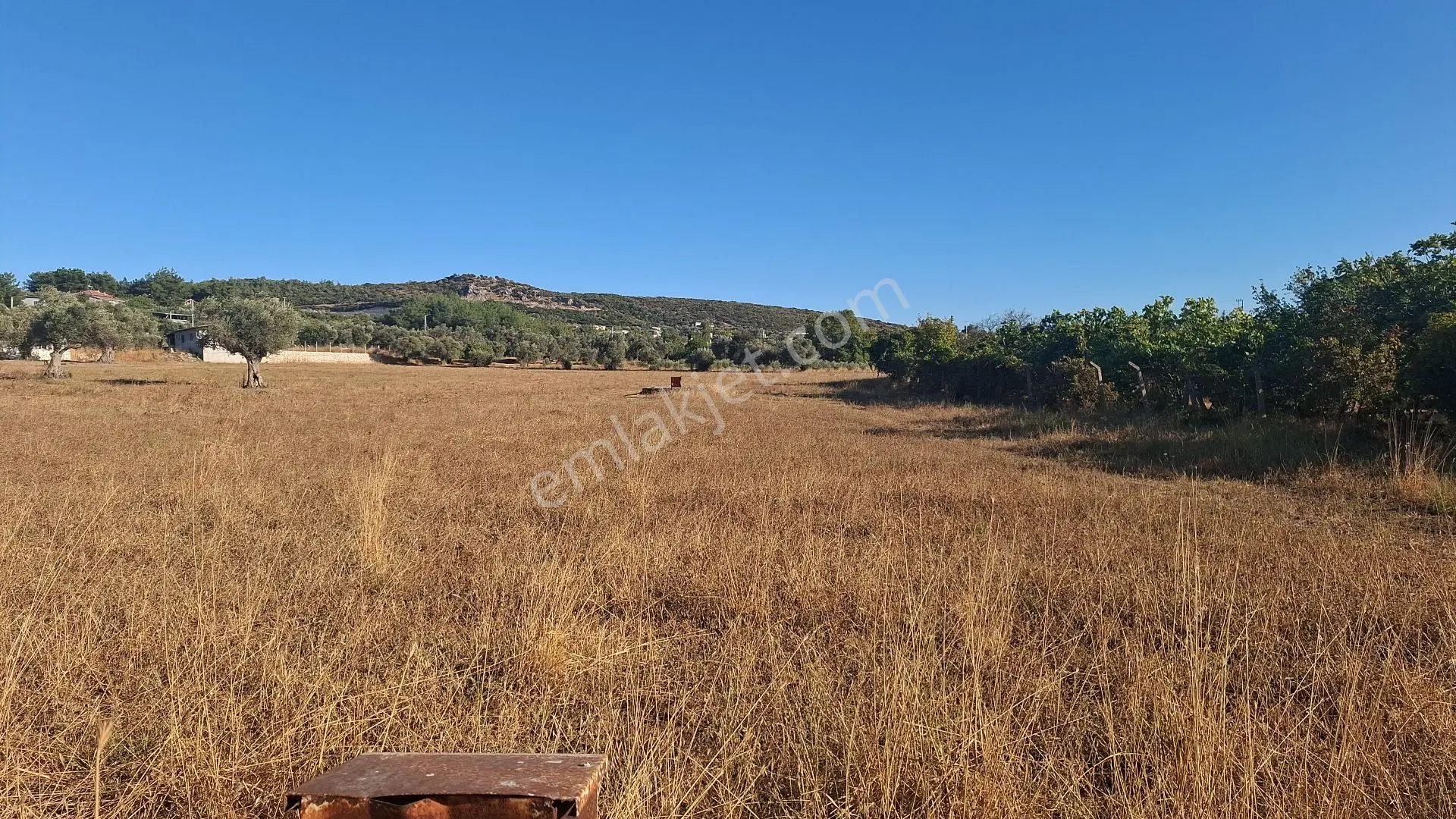 Buca Karacaağaç Mahallesi'nde 6450 M² Satılık Zeytinli Tarla — fotoğraf 4