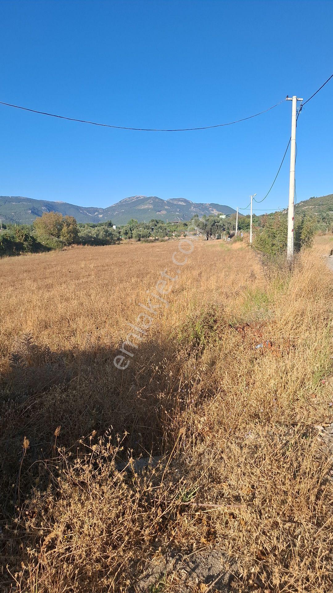 Buca Karacaağaç Mahallesi'nde 6450 M² Satılık Zeytinli Tarla — fotoğraf 6
