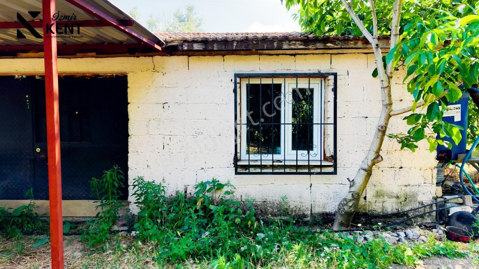 Kemalpaşa Mehmet Akif Mah Satılık Yaklaşık 4 Dönüm Kiraz Bahçesi — fotoğraf 7