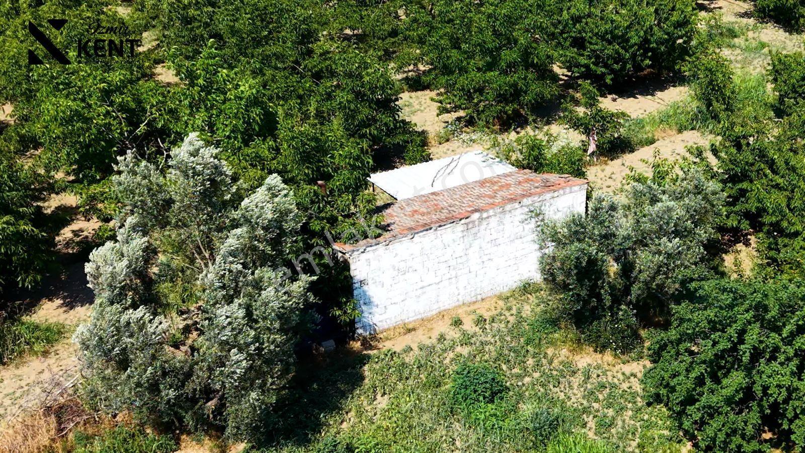 Kemalpaşa Mehmet Akif Mah Satılık Yaklaşık 4 Dönüm Kiraz Bahçesi — fotoğraf 8