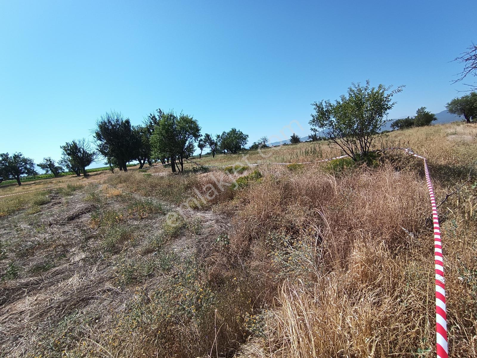 Acıpayam Yassıhöyükte Bölgenin En Uygun Fiyatlı Sulu Arazisi — fotoğraf 17