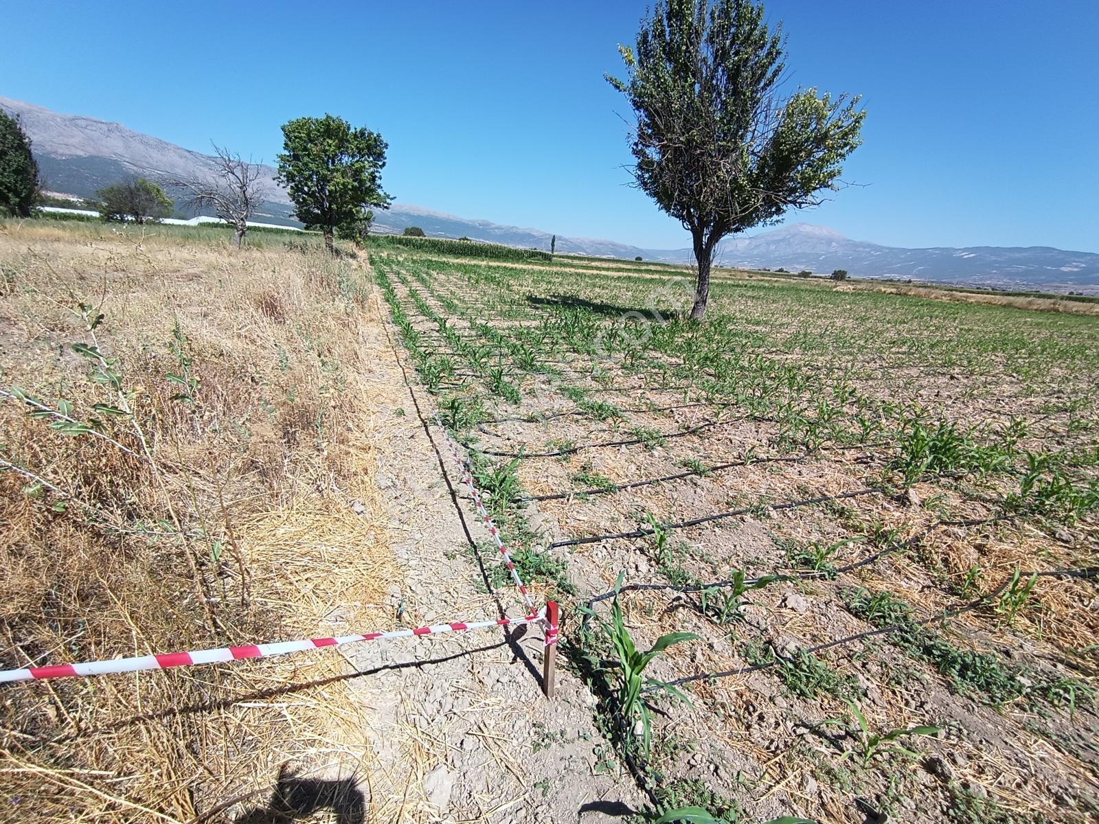 Acıpayam Yassıhöyükte Bölgenin En Uygun Fiyatlı Sulu Arazisi — fotoğraf 22
