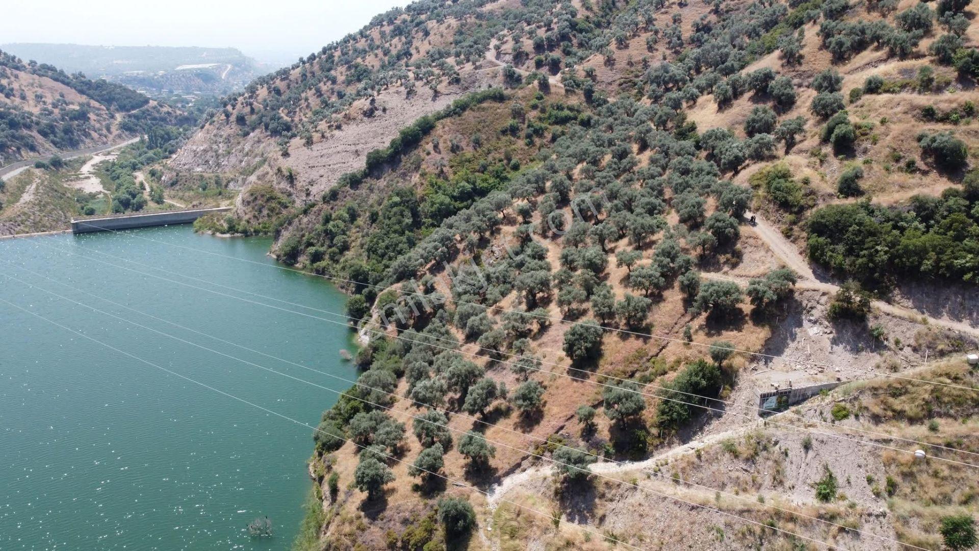 Duru Emlaktan İsabeylide Satılık Verimli Zeytinlik — fotoğraf 2