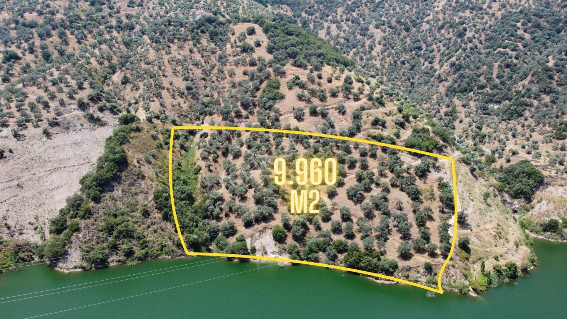 Duru Emlaktan İsabeylide Satılık Verimli Zeytinlik — fotoğraf 3