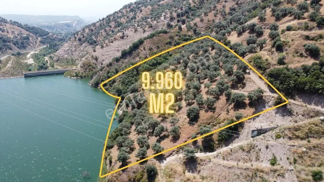 Duru Emlaktan İsabeylide Satılık Verimli Zeytinlik — fotoğraf 5