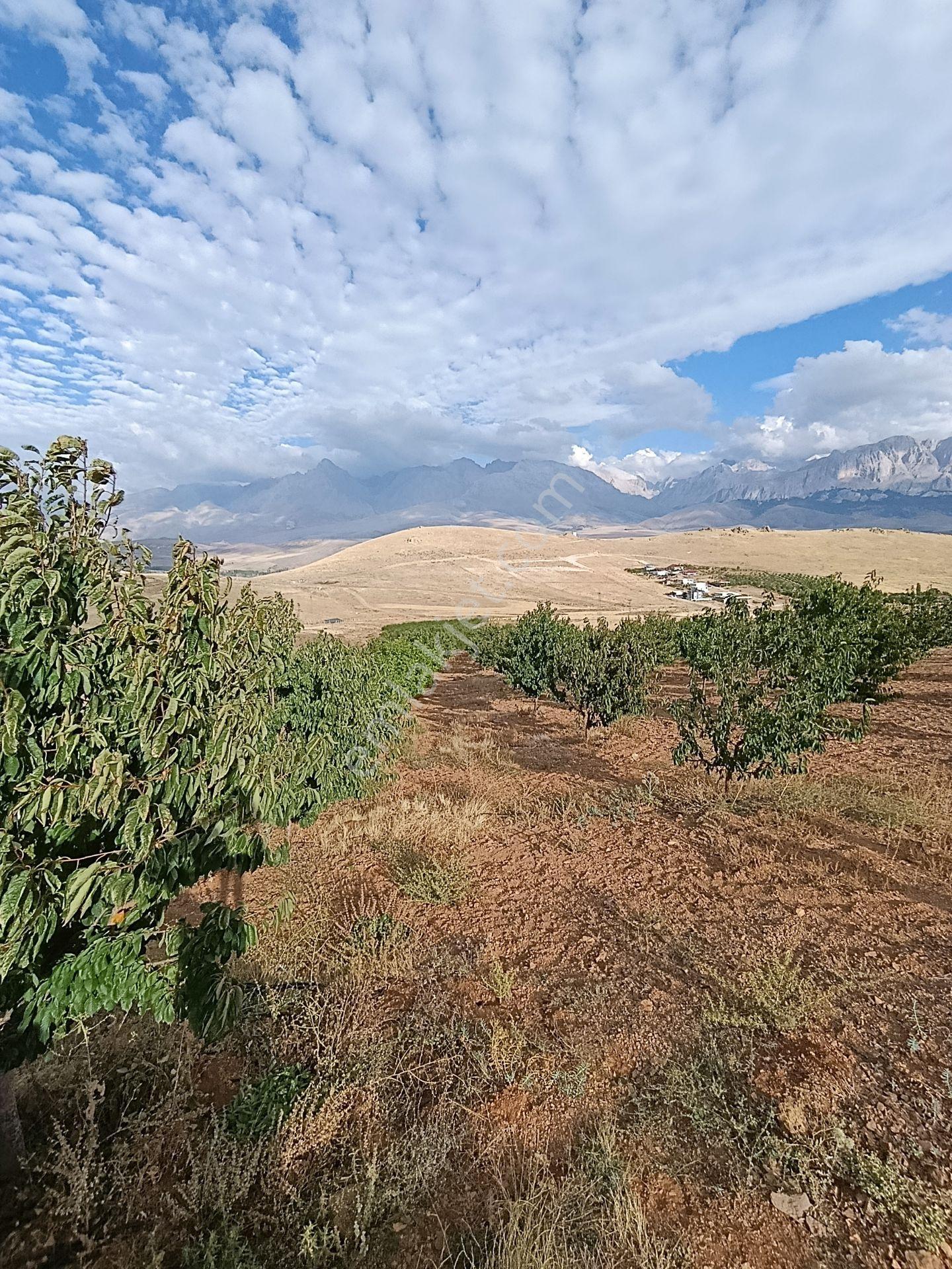 Burç'ta Yerleşime Yakın Kurulu Bahçe — fotoğraf 5