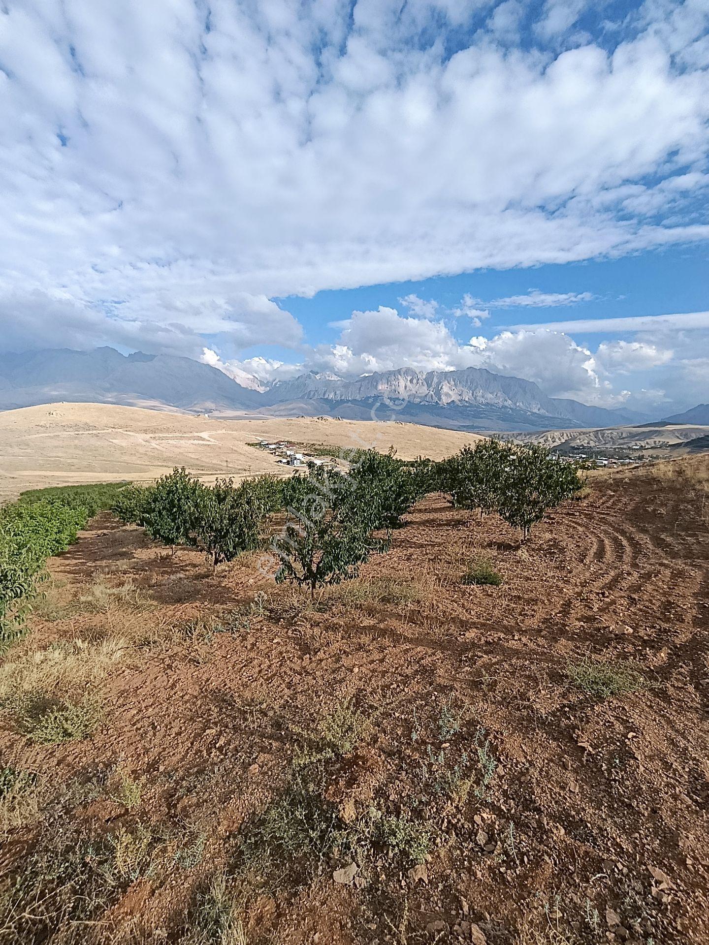 Burç'ta Yerleşime Yakın Kurulu Bahçe — fotoğraf 6