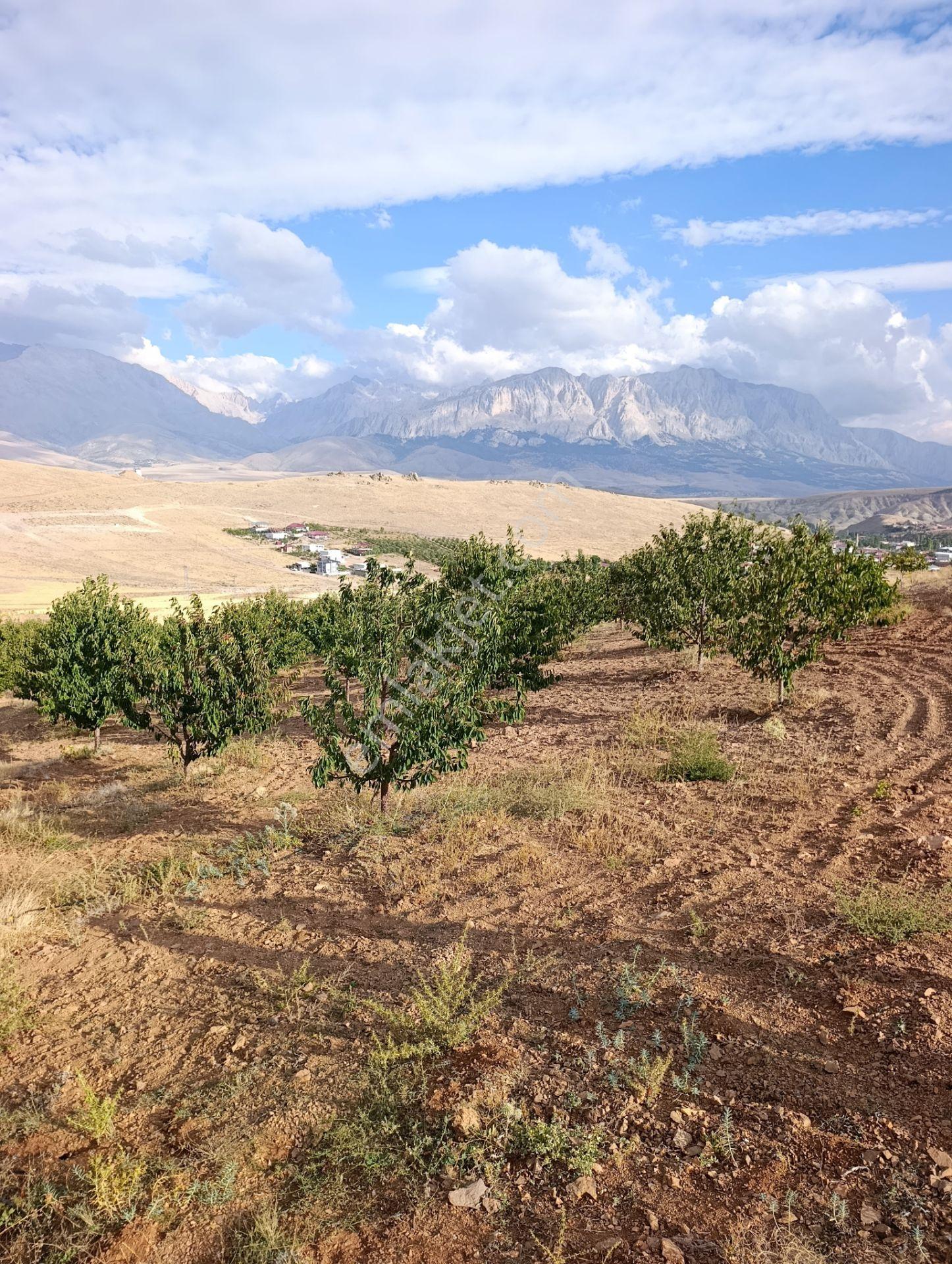 Burç'ta Yerleşime Yakın Kurulu Bahçe — fotoğraf 8