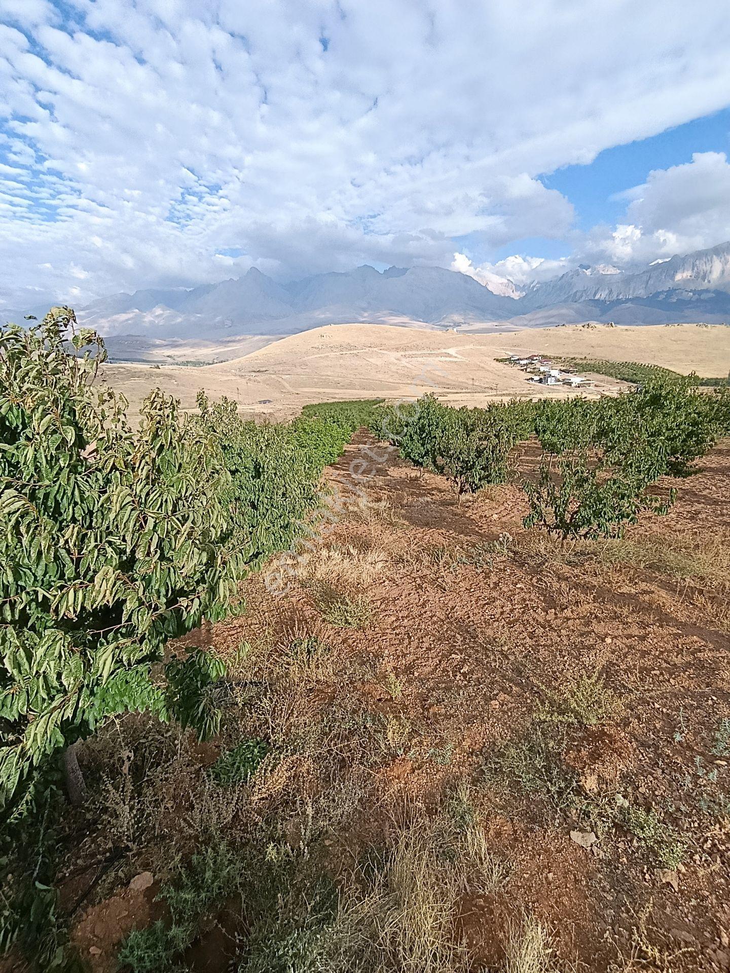 Burç'ta Yerleşime Yakın Kurulu Bahçe — fotoğraf 9