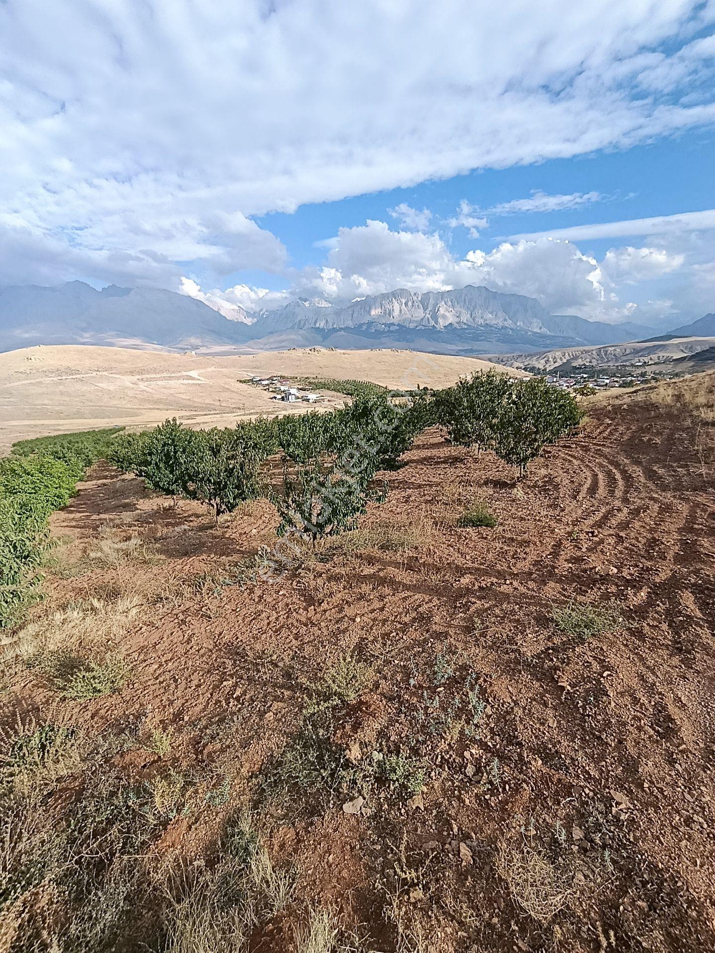 Burç'ta Yerleşime Yakın Kurulu Bahçe — fotoğraf 10