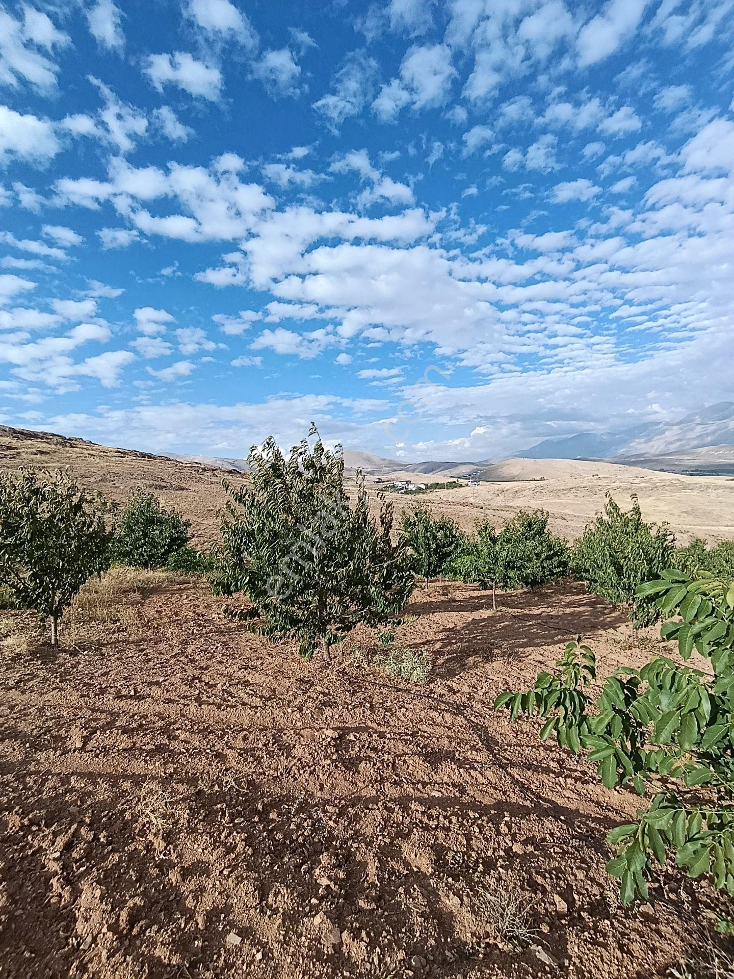Burç'ta Yerleşime Yakın Kurulu Bahçe — fotoğraf 14
