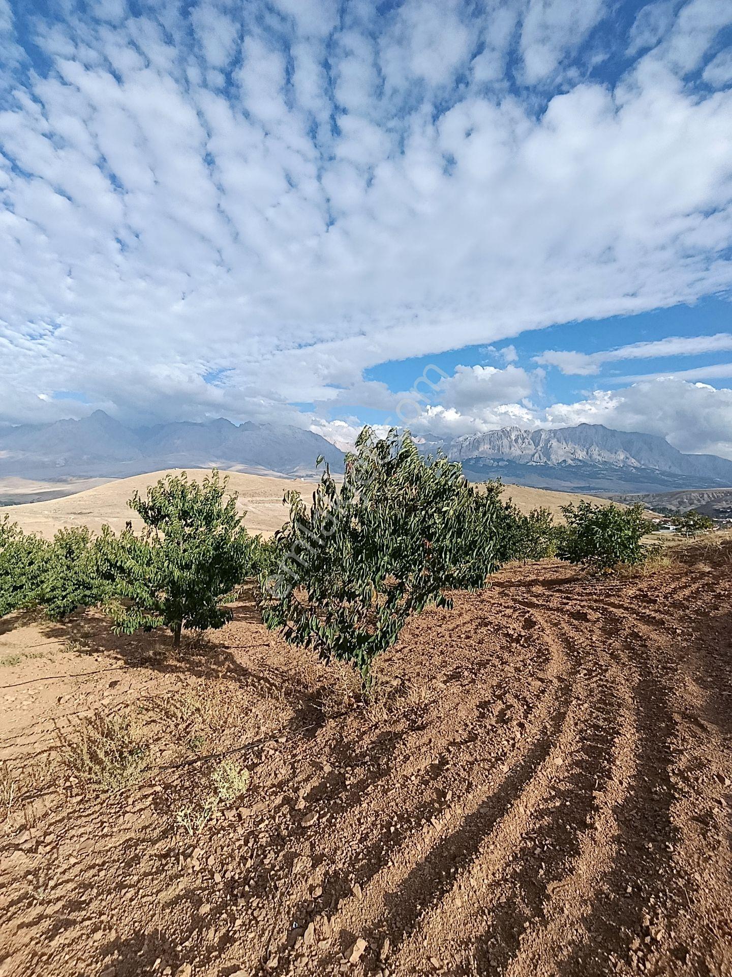 Burç'ta Yerleşime Yakın Kurulu Bahçe — fotoğraf 15