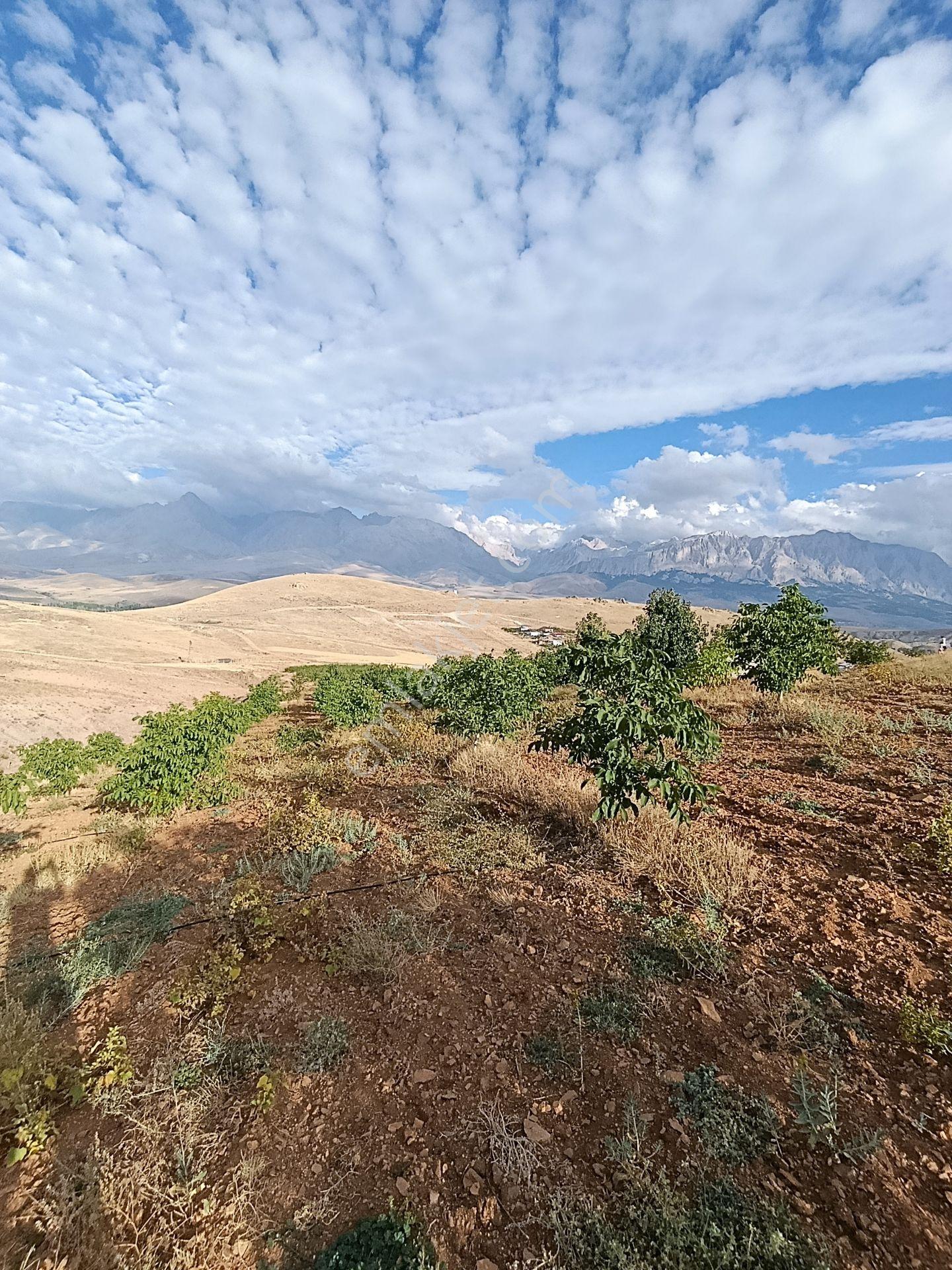 Burç'ta Yerleşime Yakın Kurulu Bahçe — fotoğraf 16