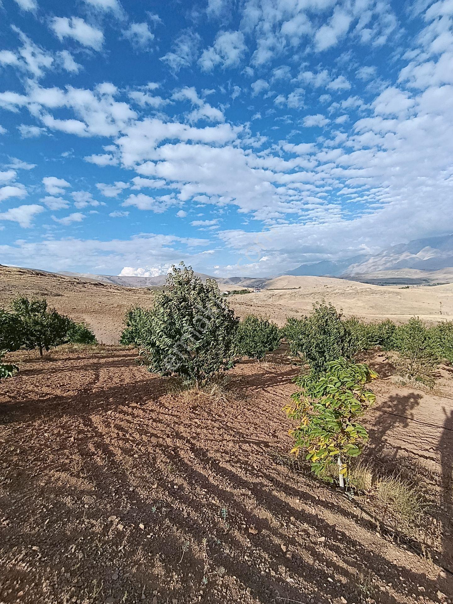 Burç'ta Yerleşime Yakın Kurulu Bahçe — fotoğraf 19