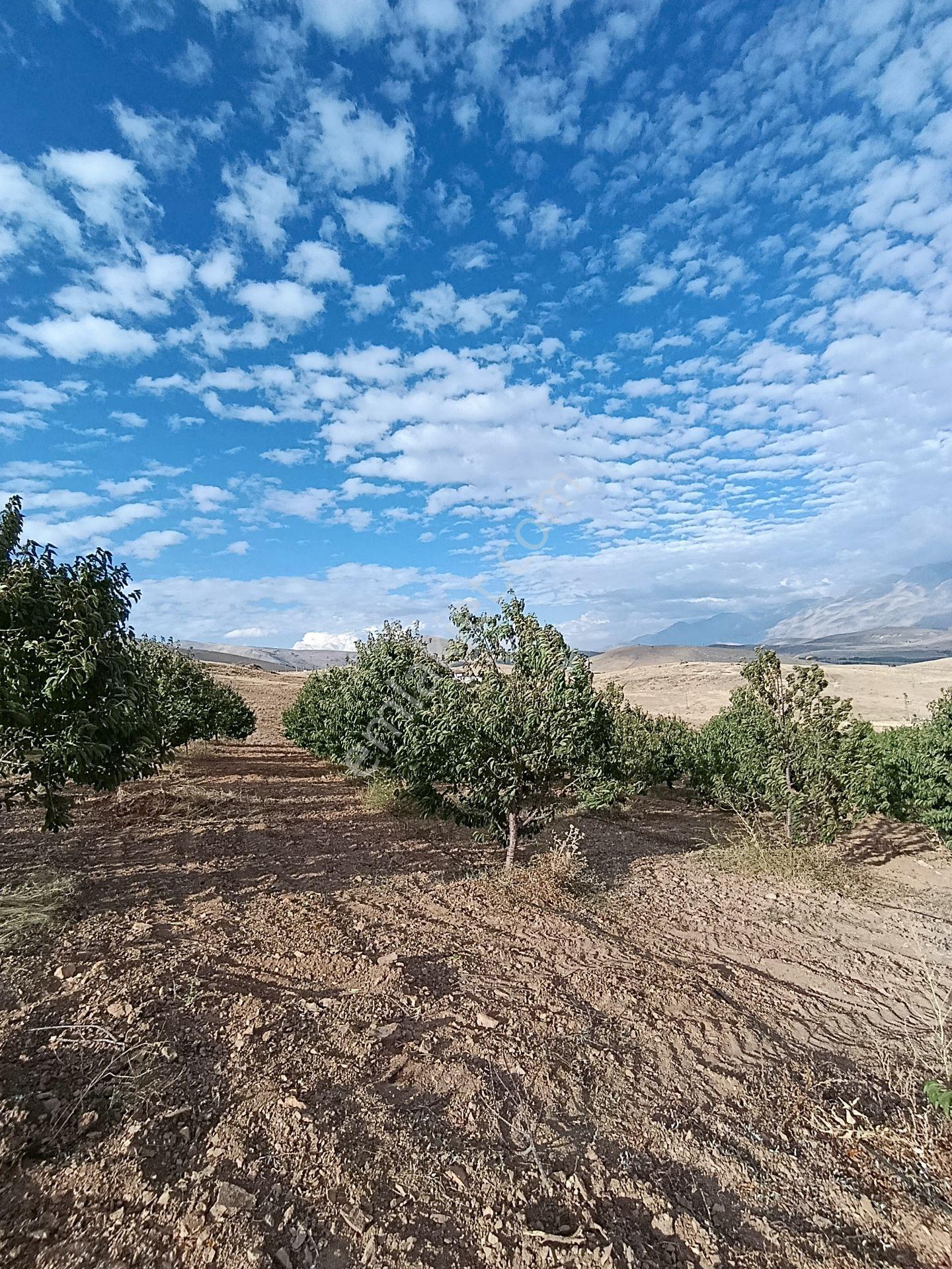 Burç'ta Yerleşime Yakın Kurulu Bahçe — fotoğraf 20