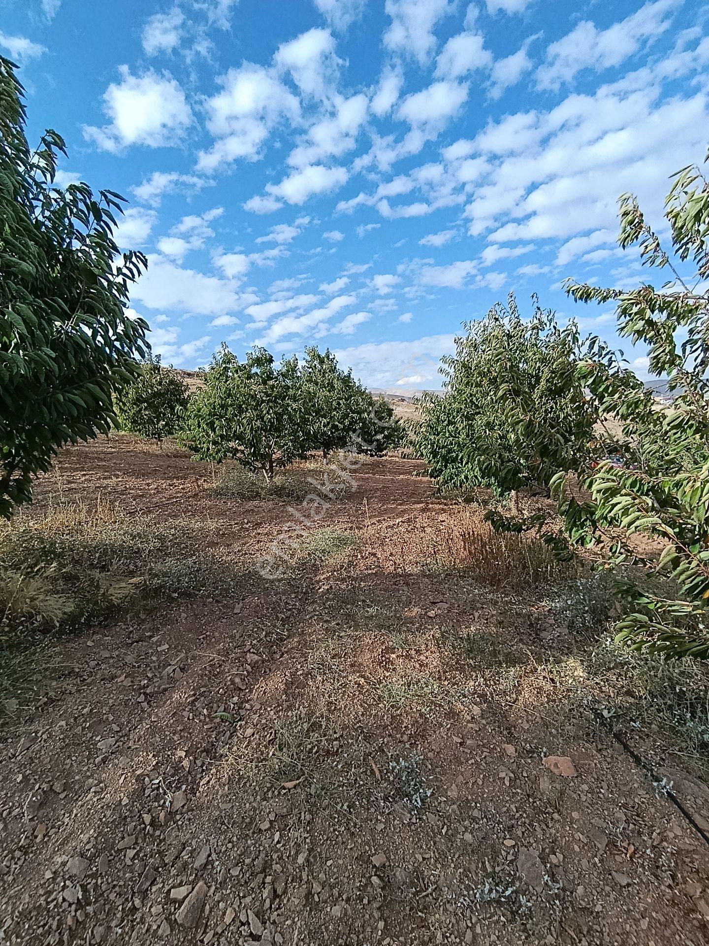 Burç'ta Yerleşime Yakın Kurulu Bahçe — fotoğraf 23