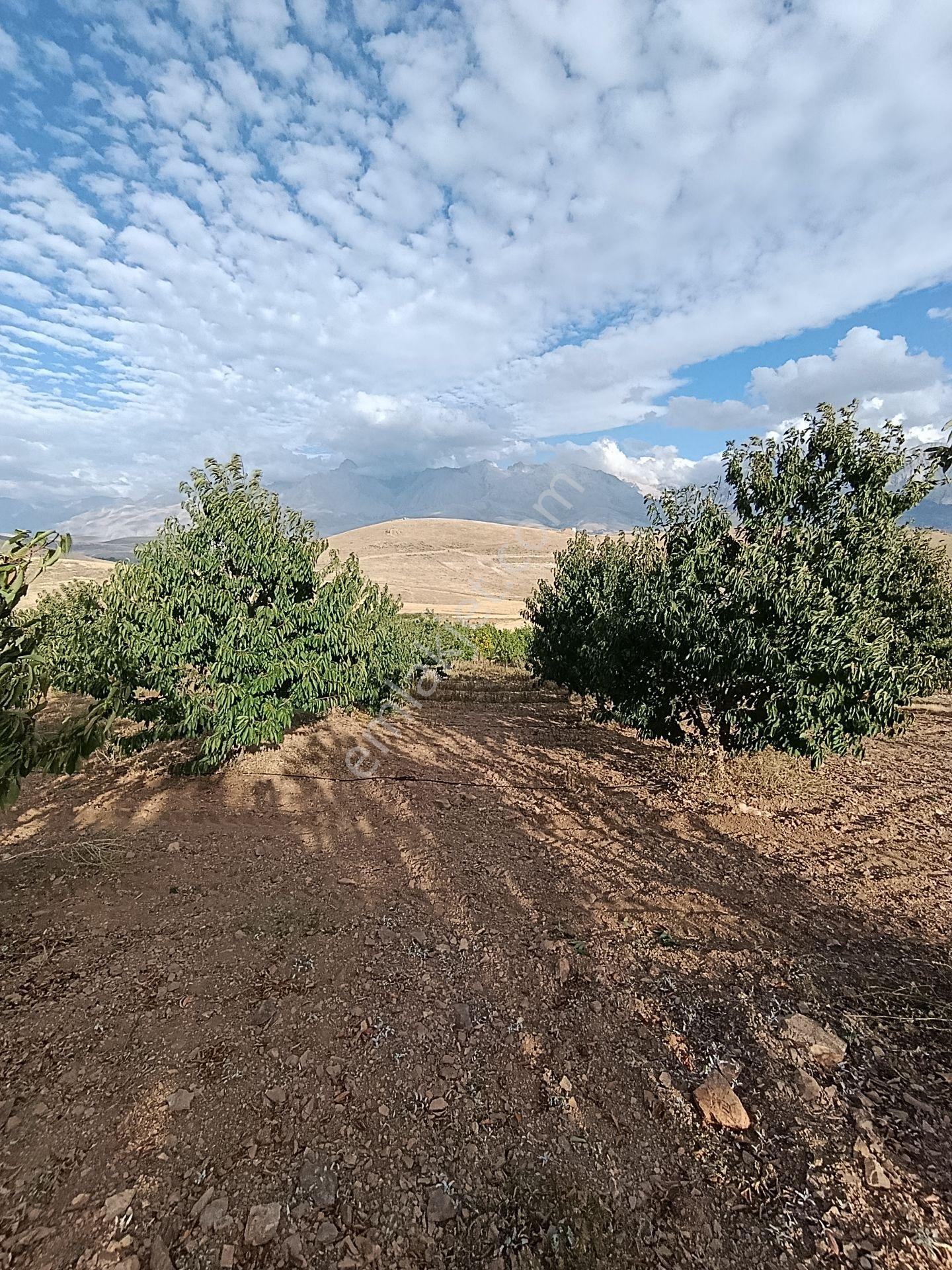 Burç'ta Yerleşime Yakın Kurulu Bahçe — fotoğraf 24