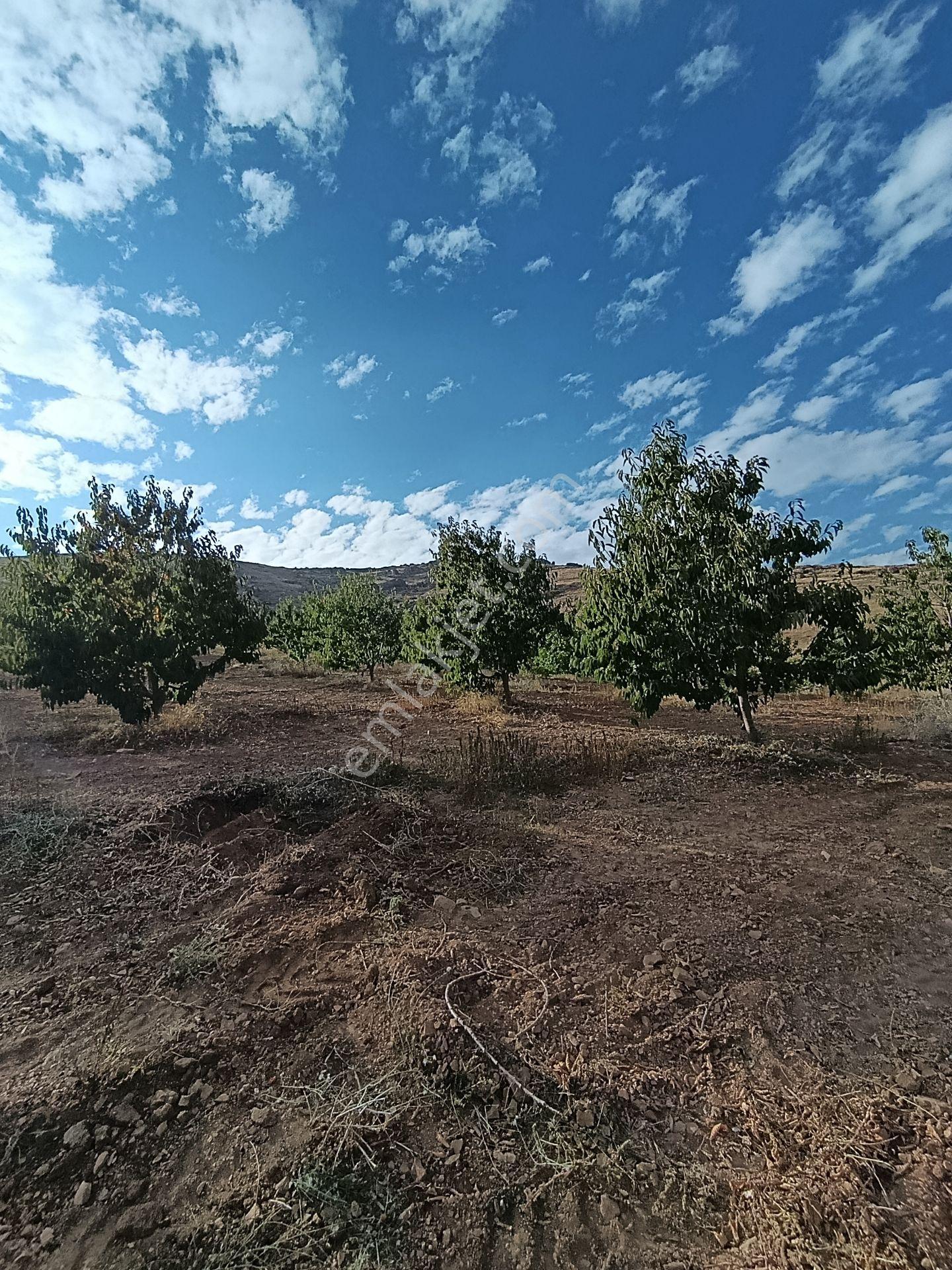 Burç'ta Yerleşime Yakın Kurulu Bahçe — fotoğraf 27