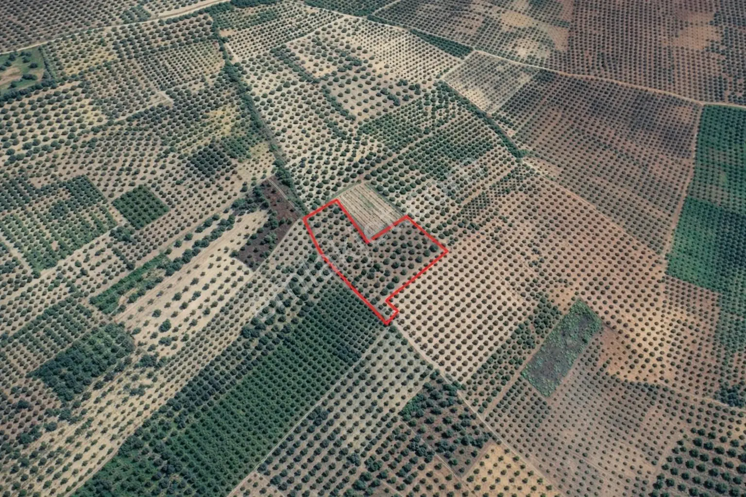Ballıca'da Kaçırılmayacak Fırsat 10.650 M² Tek Tapu Zeytinlik — fotoğraf 2