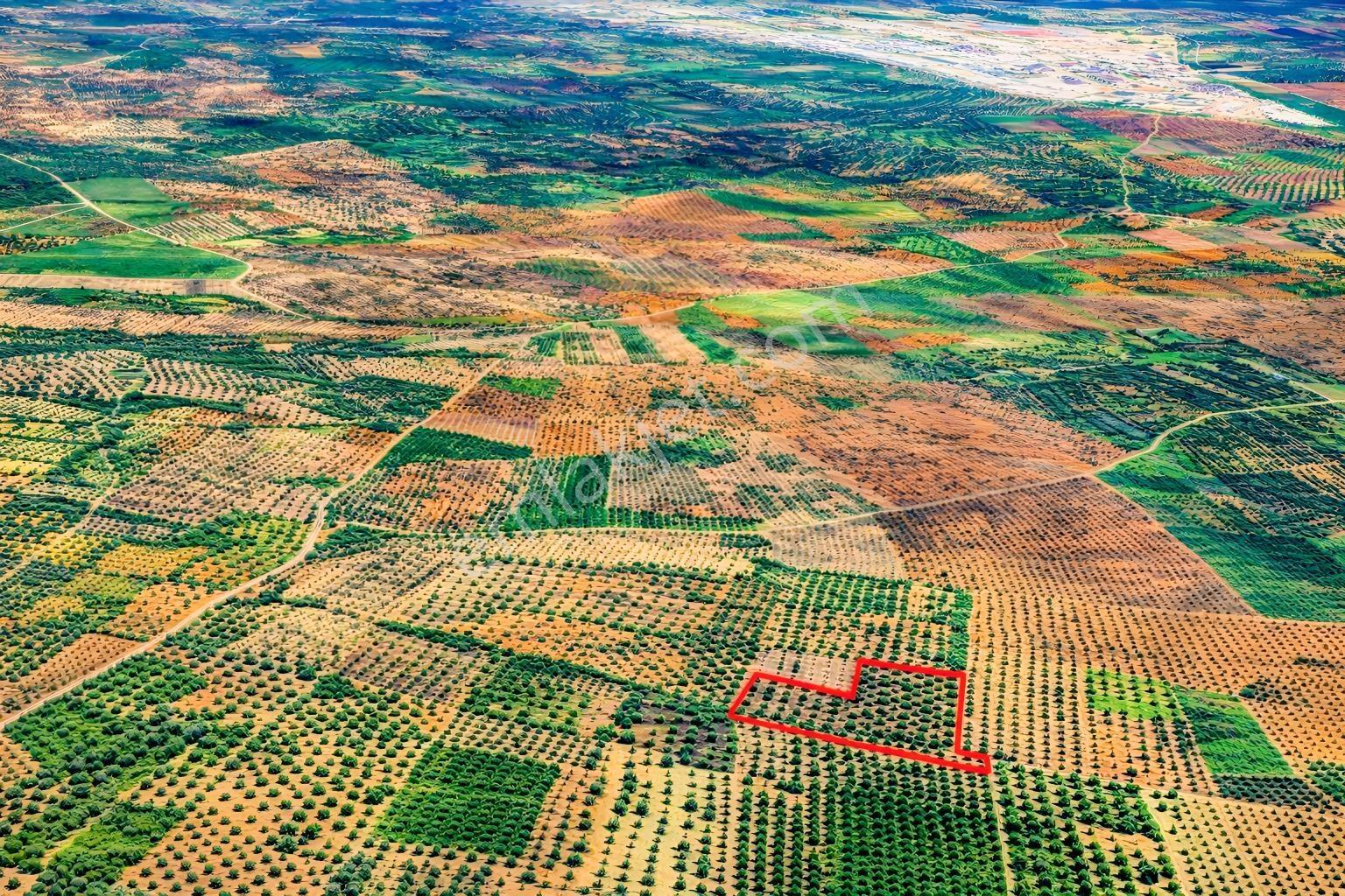 Ballıca'da Kaçırılmayacak Fırsat 10.650 M² Tek Tapu Zeytinlik — fotoğraf 3