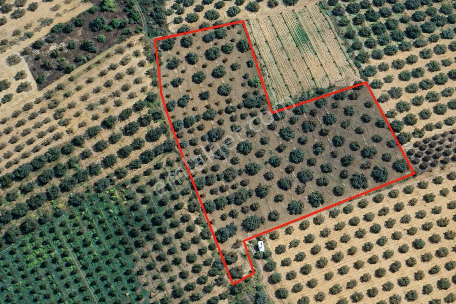 Ballıca'da Kaçırılmayacak Fırsat 10.650 M² Tek Tapu Zeytinlik — fotoğraf 4