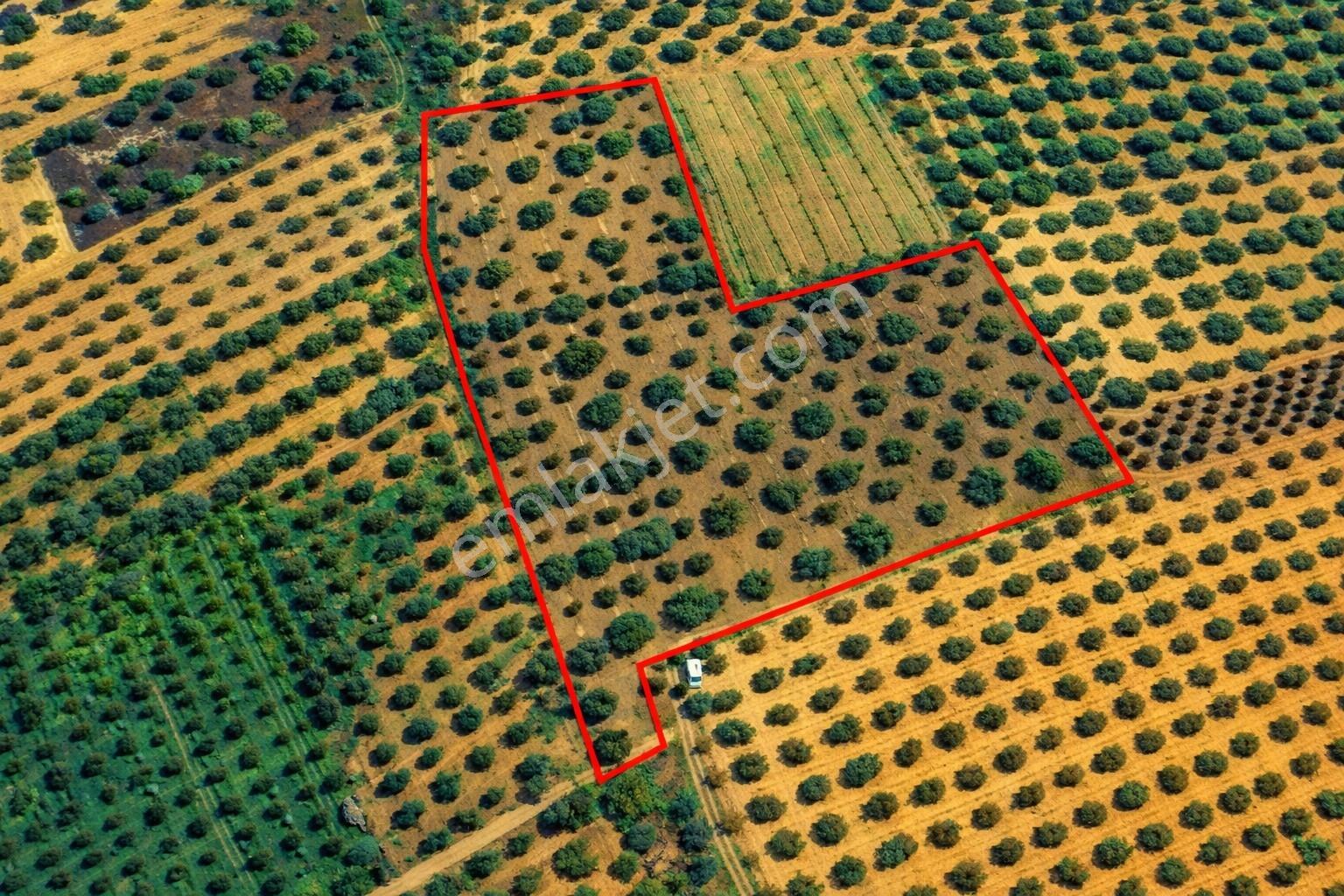 Ballıca'da Kaçırılmayacak Fırsat 10.650 M² Tek Tapu Zeytinlik — fotoğraf 5