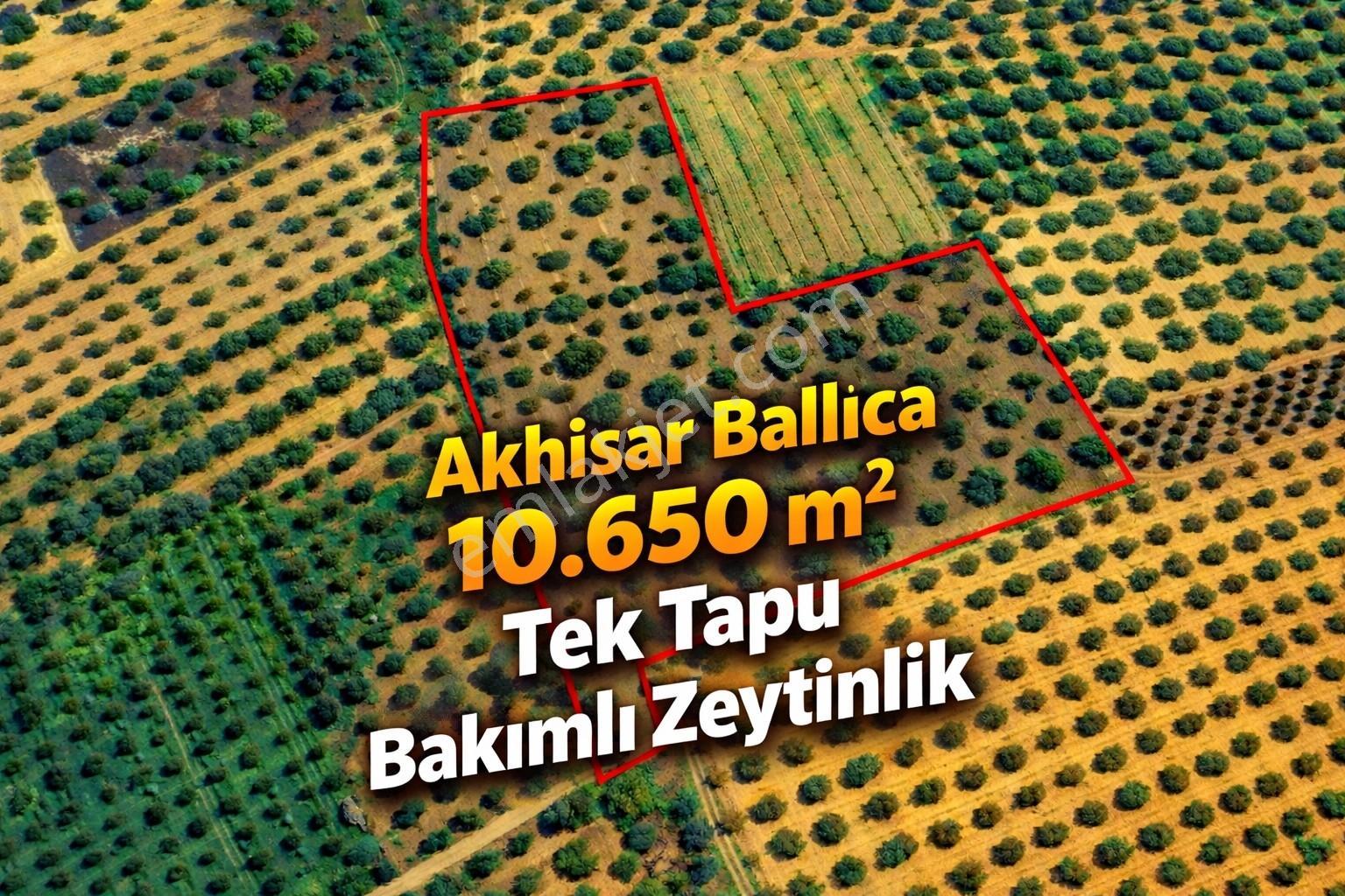 Ballıca'da Kaçırılmayacak Fırsat 10.650 M² Tek Tapu Zeytinlik — fotoğraf 6