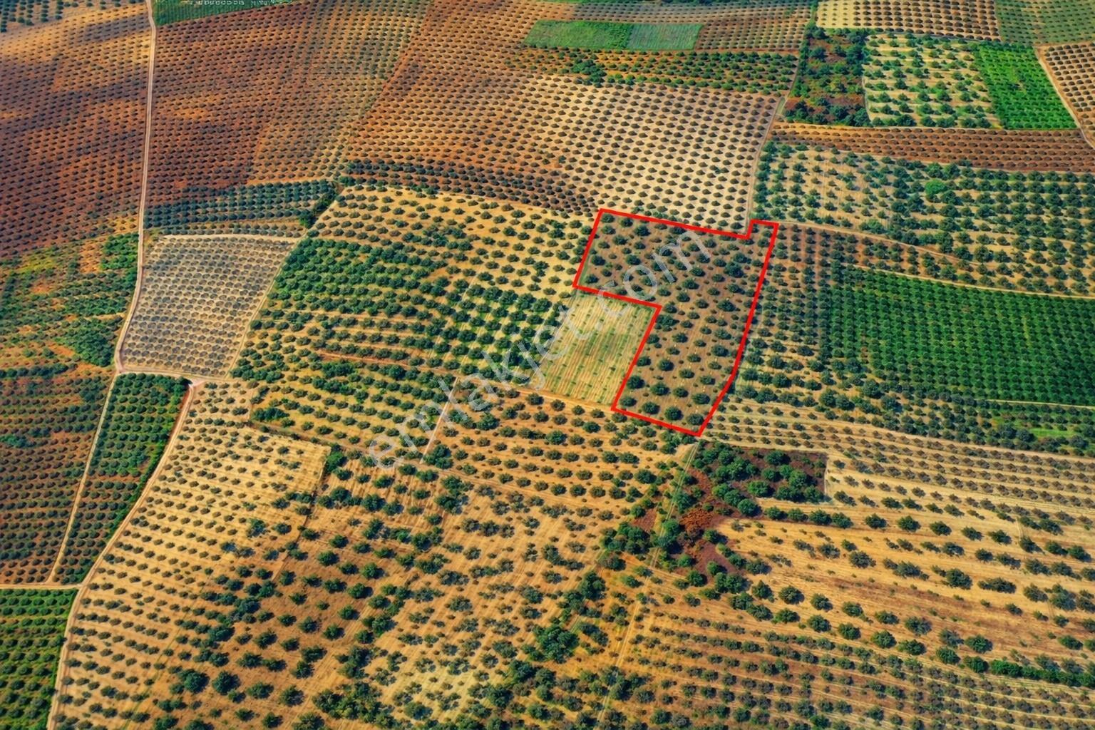 Ballıca'da Kaçırılmayacak Fırsat 10.650 M² Tek Tapu Zeytinlik — fotoğraf 7
