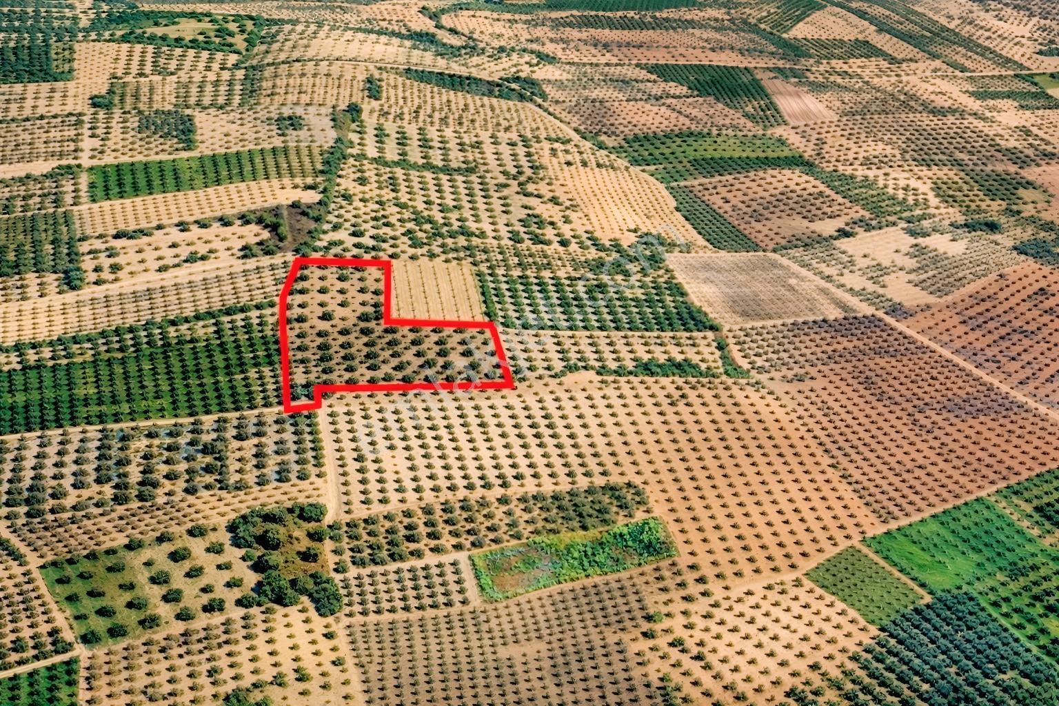 Ballıca'da Kaçırılmayacak Fırsat 10.650 M² Tek Tapu Zeytinlik — fotoğraf 8
