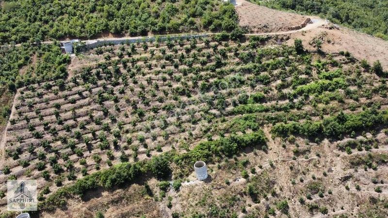 Alanya Çamlıcada 10 Dönüm Müstakil Tapulu Satılık Tarla — fotoğraf 2