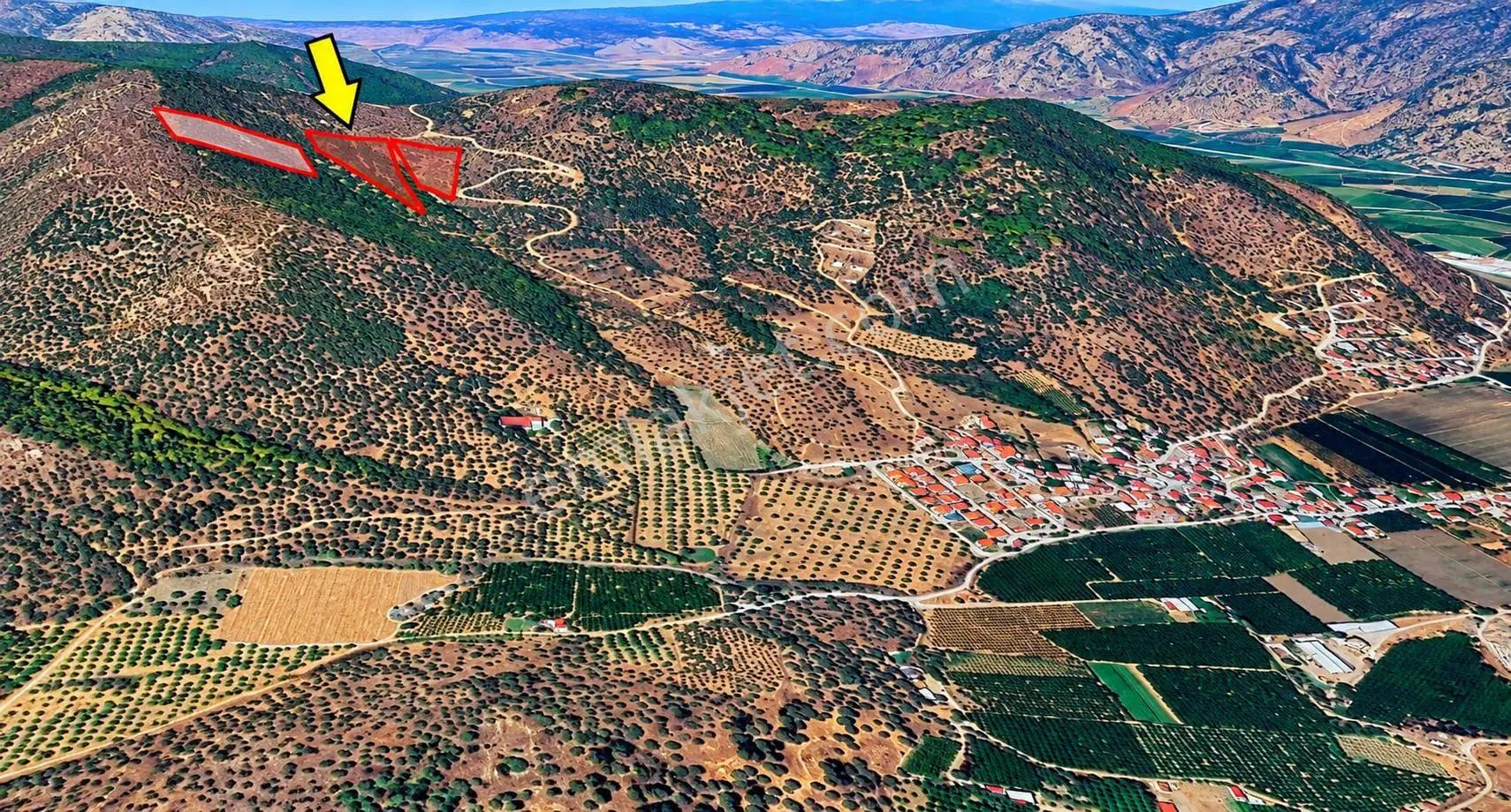 Selçuk Belevi’de 6.942 M² Satılık Zeytinlik – Yakınında 2 Satılık Parsel Daha — fotoğraf 2