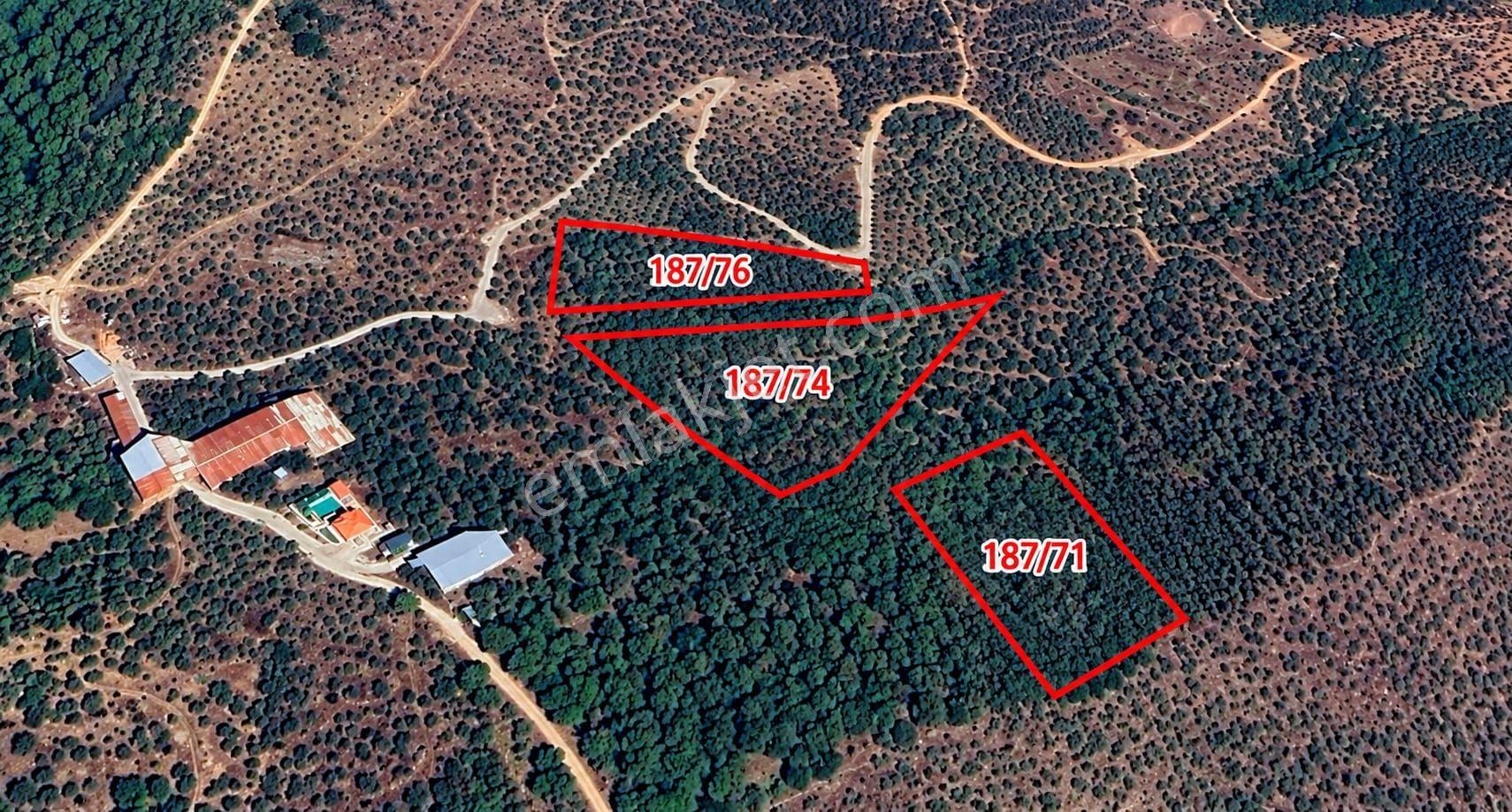 Selçuk Belevi’de 6.942 M² Satılık Zeytinlik – Yakınında 2 Satılık Parsel Daha — fotoğraf 7