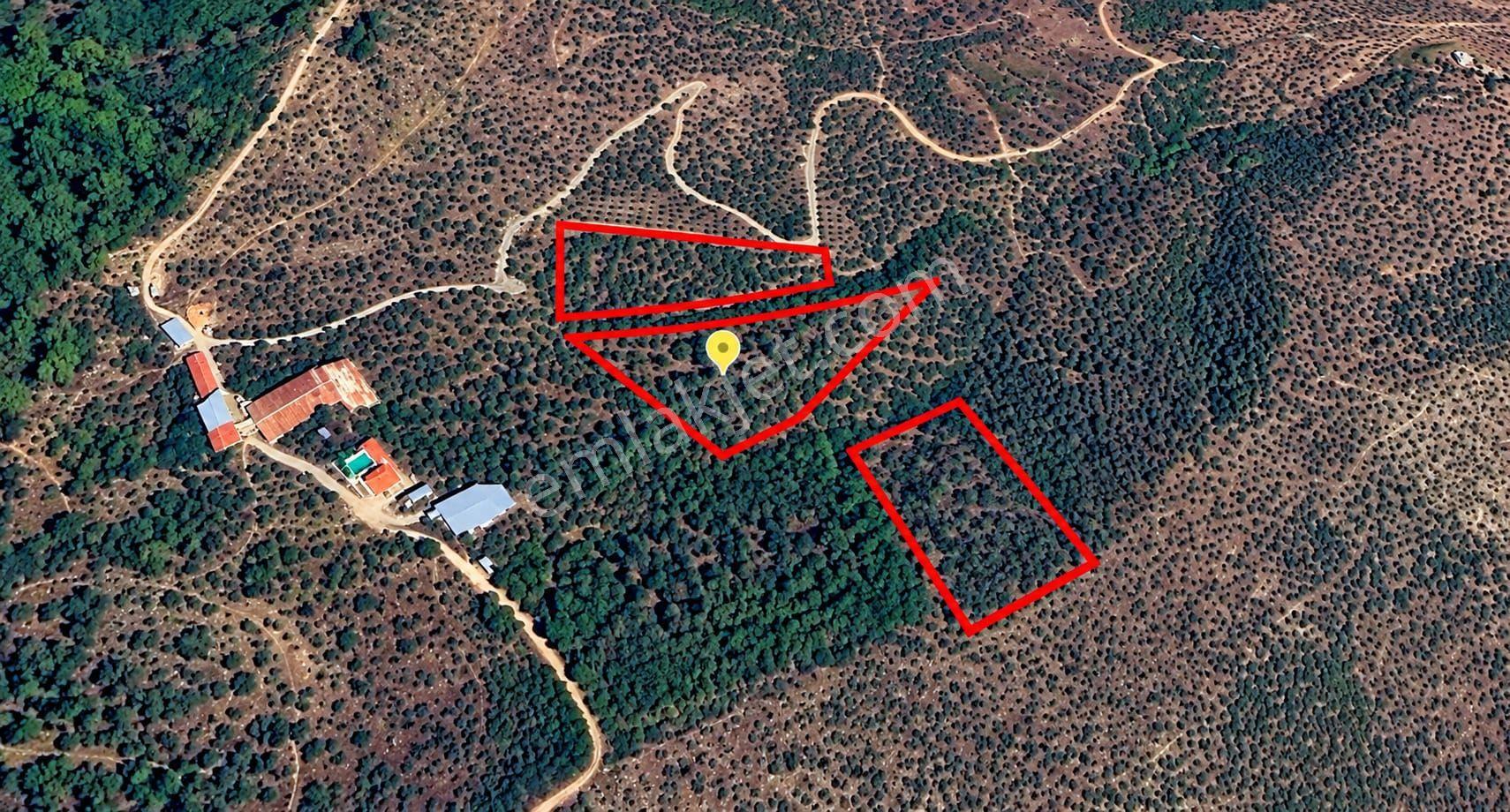 Selçuk Belevi’de 5.898 M² Satılık Zeytinlik – Yakınında 2 Satılık Parsel Daha — fotoğraf 8