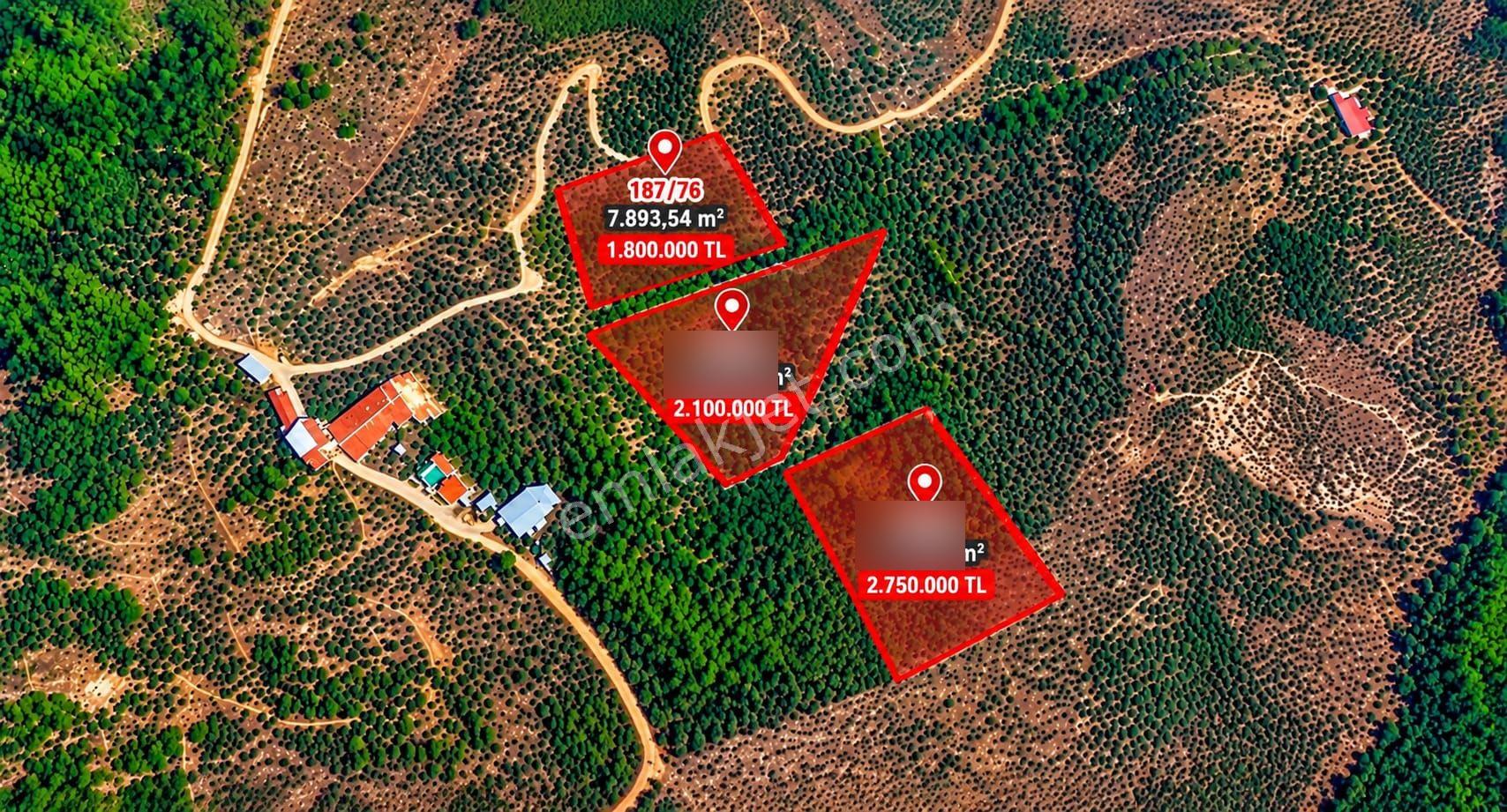 Selçuk Belevi’de 5.898 M² Satılık Zeytinlik – Yakınında 2 Satılık Parsel Daha — fotoğraf 12