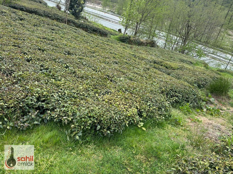 Sahil Emlak'Tan Rize Kalkandere Ormalı'Da Satılık 2 Dönüm Arsa — fotoğraf 10