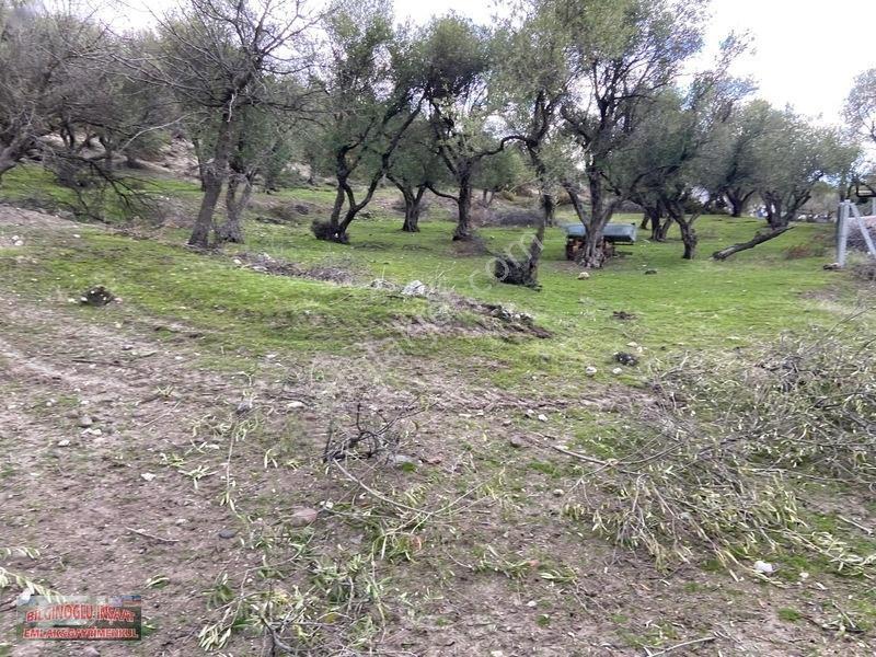 Bilginoğlu Emlaktan Kağan Mahallesi'nde Satılık Köye Yakın Tarla