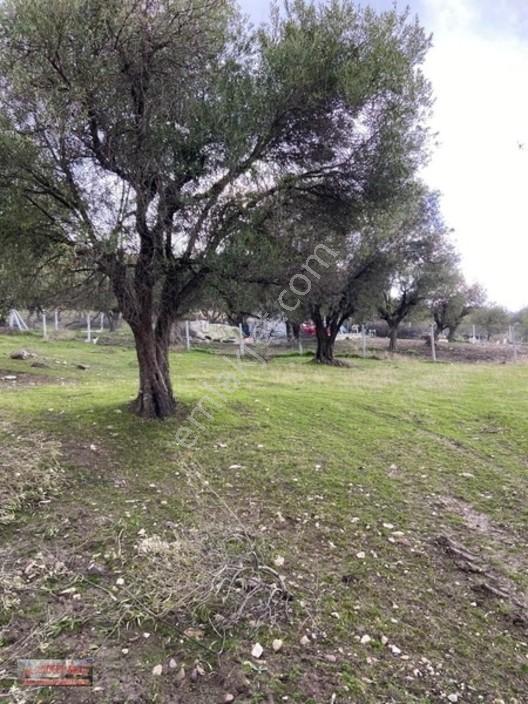 Bilginoğlu Emlaktan Kağan Mahallesi'nde Satılık Köye Yakın Tarla — fotoğraf 6