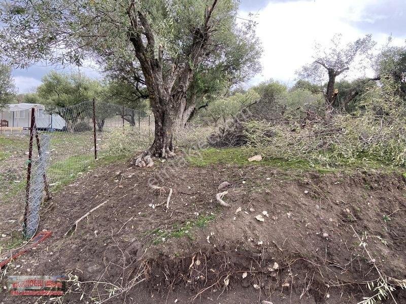 Bilginoğlu Emlaktan Kağan Mahallesi'nde Satılık Köye Yakın Tarla — fotoğraf 17