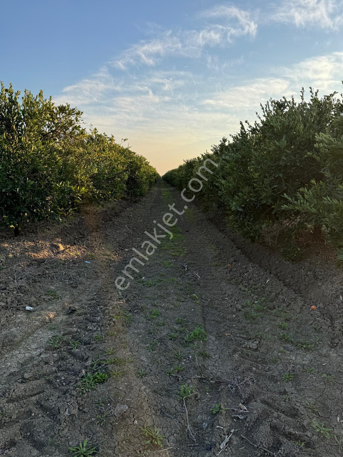 Yüreğir *innaplı (yukarıçiçekli)* 50,865m2 Mandalina Bahçesi Takas Olur*video Bak — fotoğraf 2