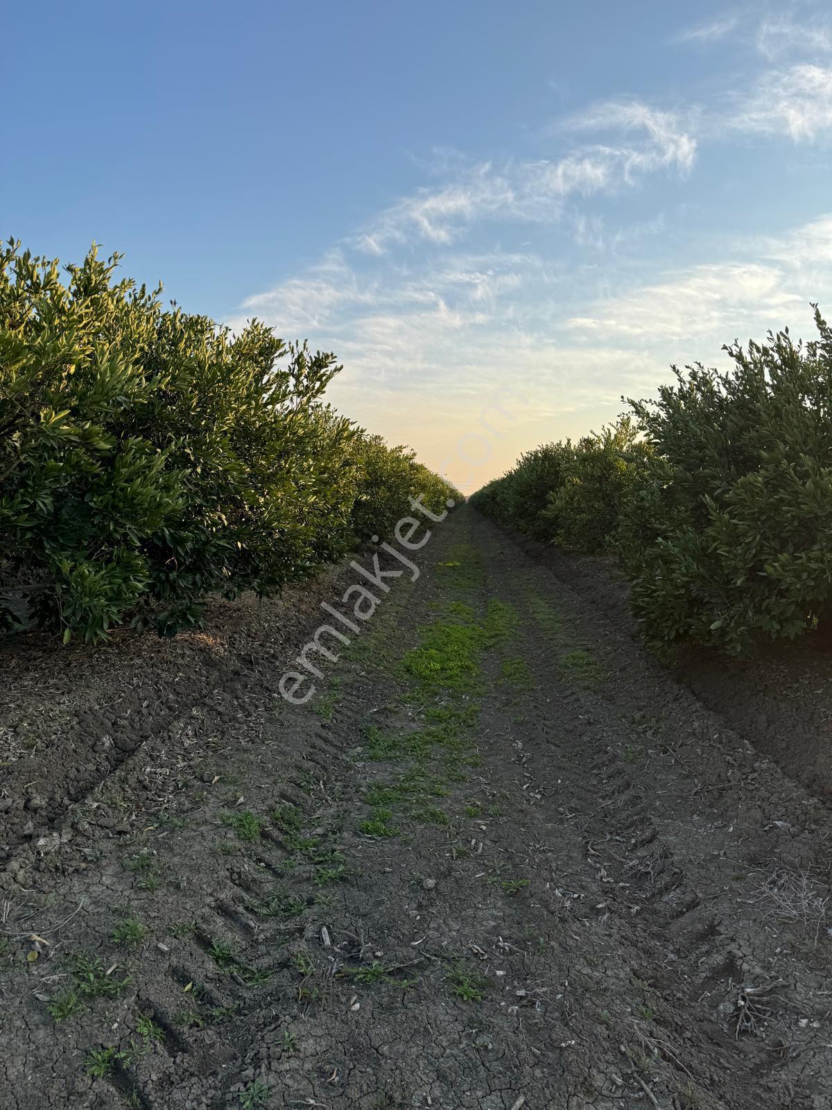 Yüreğir *innaplı (yukarıçiçekli)* 50,865m2 Mandalina Bahçesi Takas Olur*video Bak — fotoğraf 3